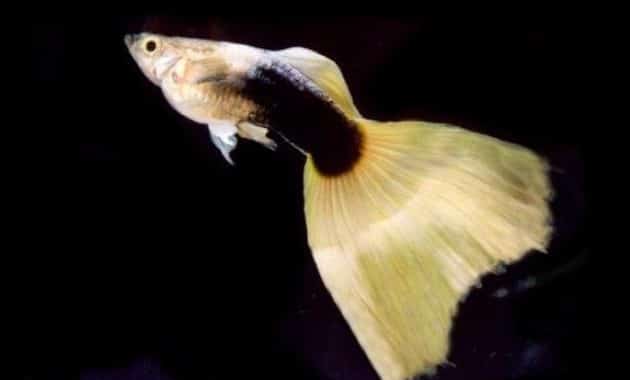 Poločierna žltá guppy