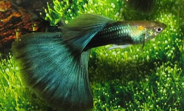 Napoly čierna Guppy.