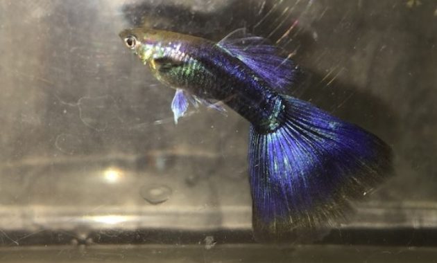 Polovica čiernej fialovej Guppy