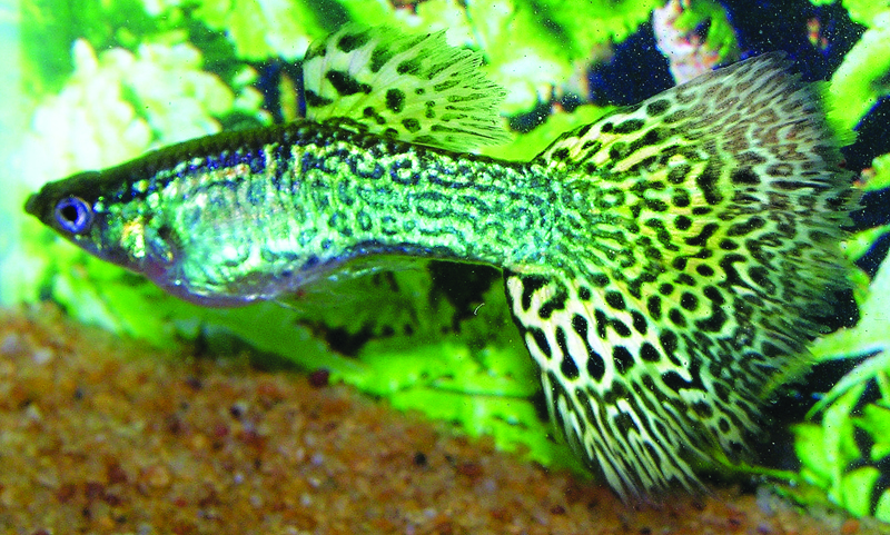 Zelená kobra Guppy.