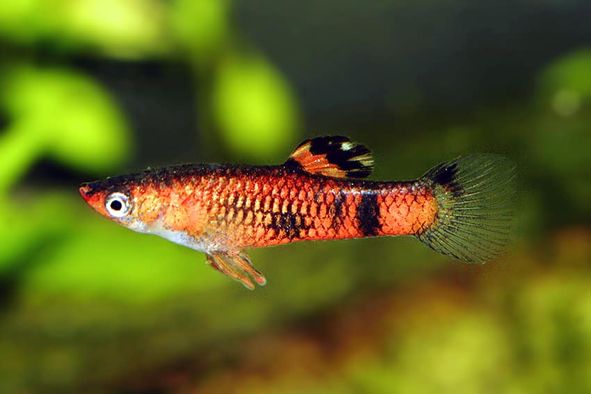 Červená Guppy.