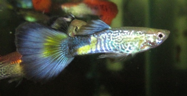 Modrá kobra Guppy