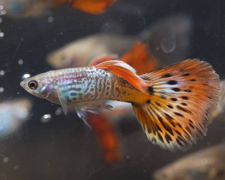 Samec červenej kobry guppy.
