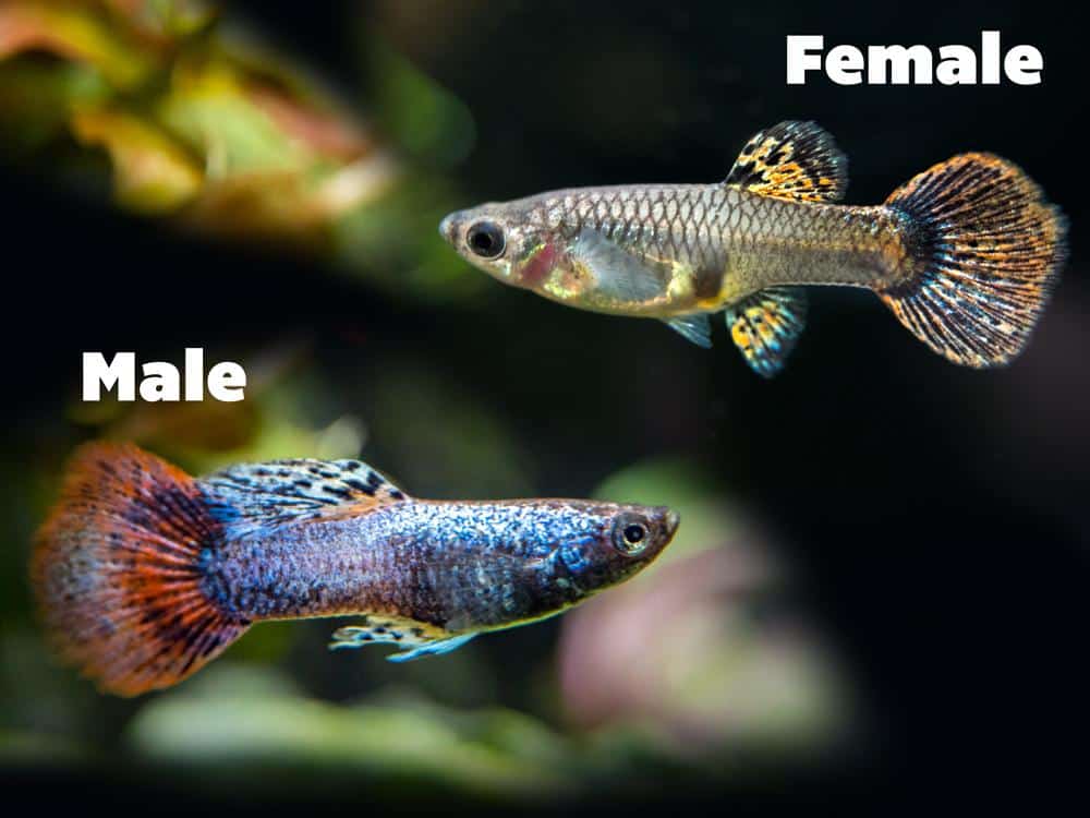 Ženské a mužské purpurové guppies.