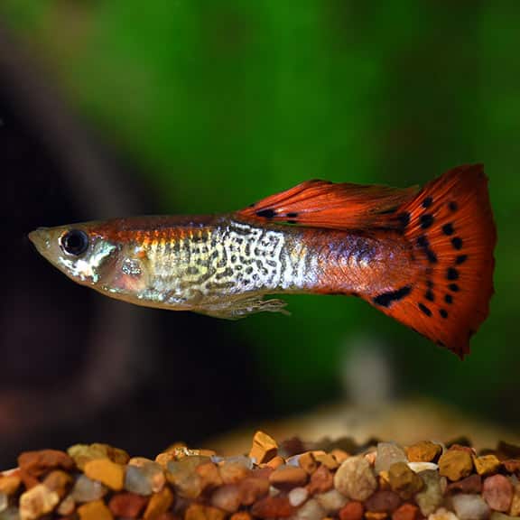 Červená kobra guppy.