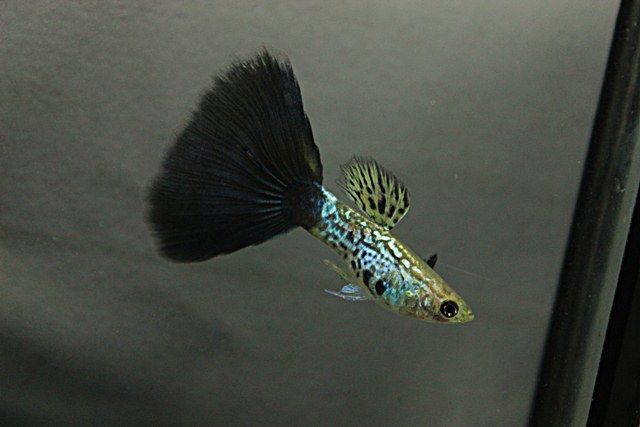 Čierna kobra Guppy.