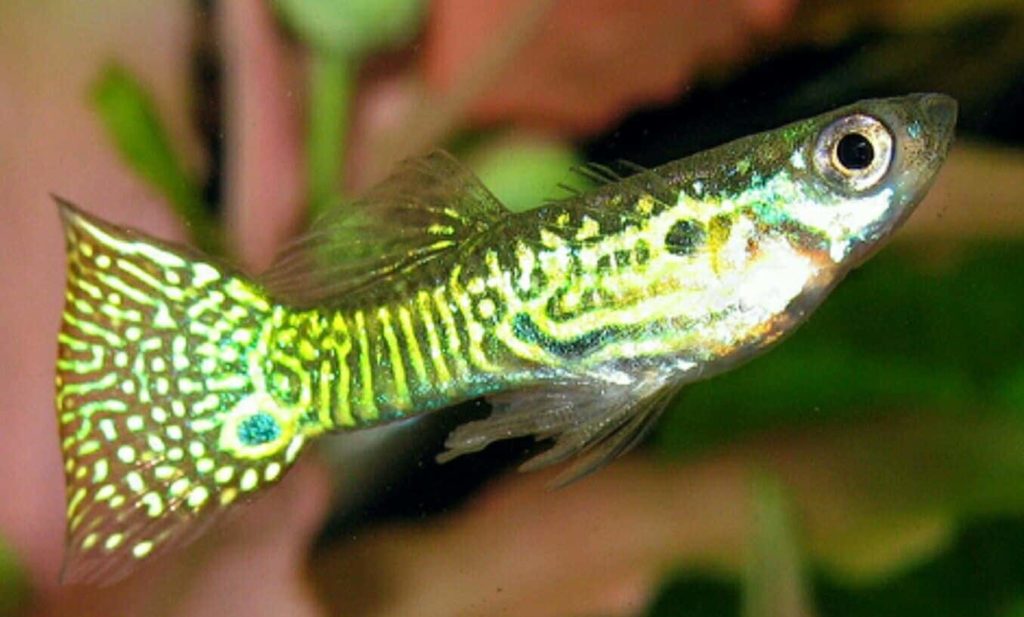 Zlatá hadia koža Guppy.