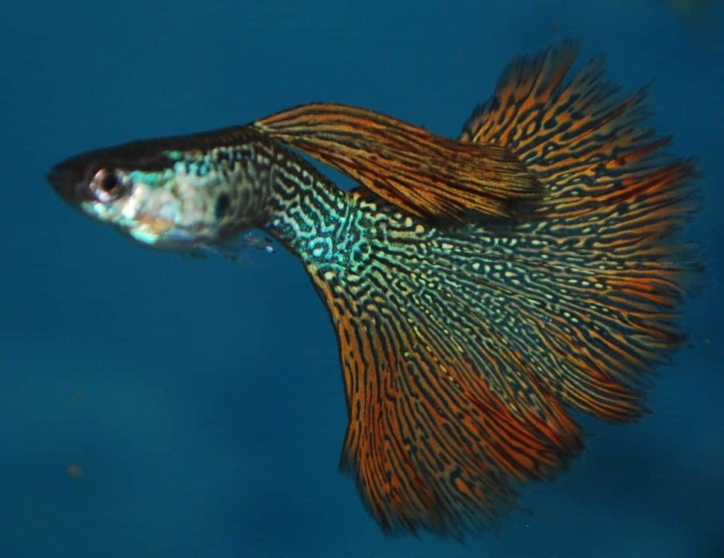 Červená hadia koža Guppy.