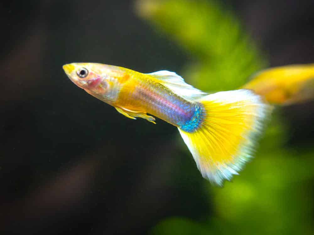 Žltý smoking Guppy.
