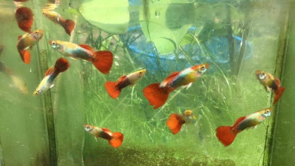 Červeno / zlatý smoking Guppy