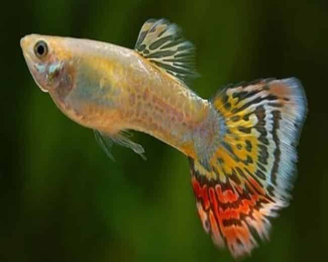 Žltý leopardí chvost Guppy.