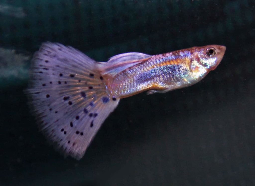 Chvost fialového trávy Guppy