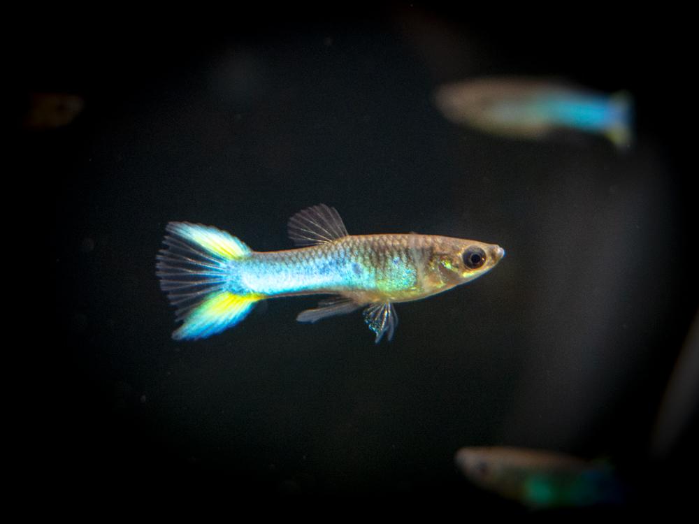 Nebeská modrá Endler Guppy.