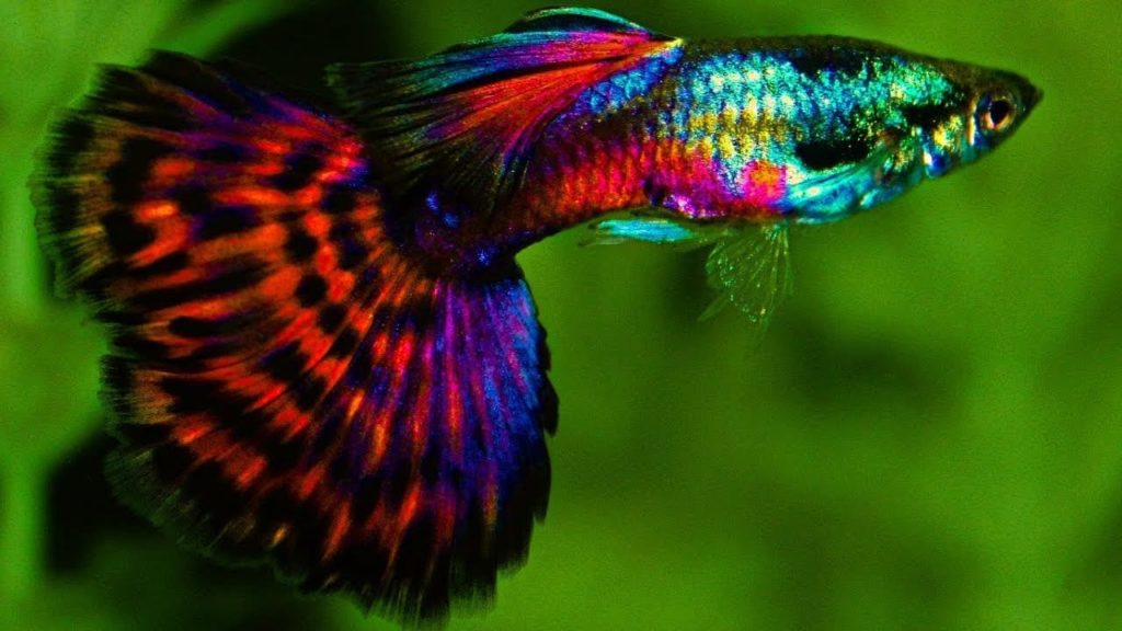 Červený platinový mozaikový chvost Guppy.