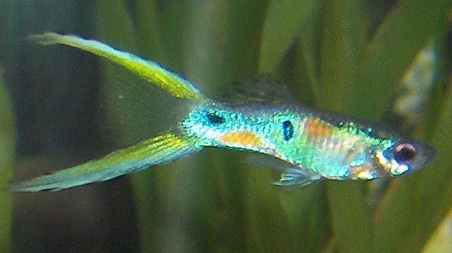 Lyra Tail Guppy