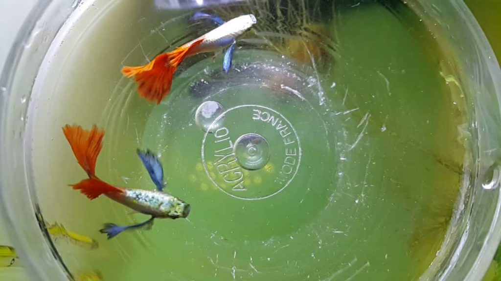 Platinová firetail guppy