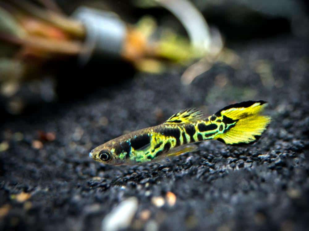 Žltý Endler Guppy.