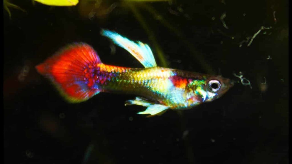 Kovový oštep s oštepom, kovový Guppy