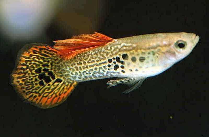 Guppy s okrúhlym chvostom