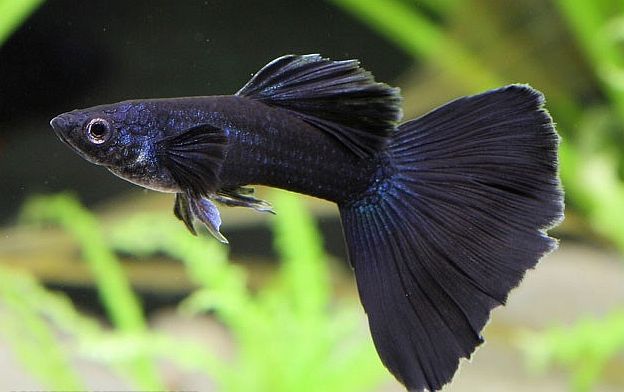 Čierna Guppy.