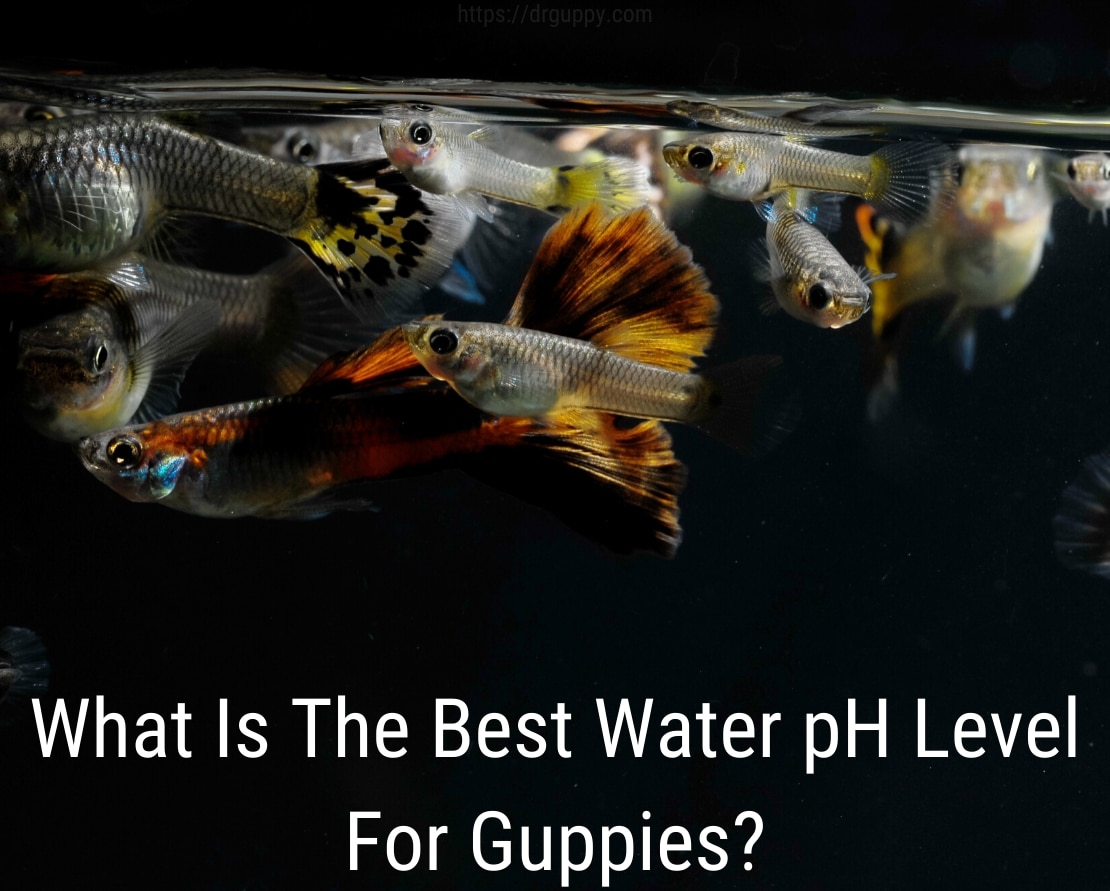 Úroveň pH vody Guppy Fish - ideálne číslo
