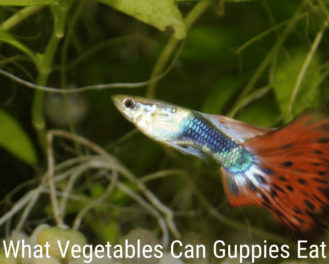 Čo môže jesť zelenina Guppies