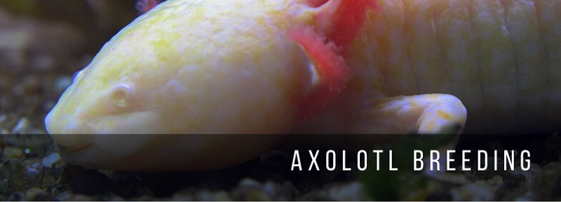 Chov Axolotl