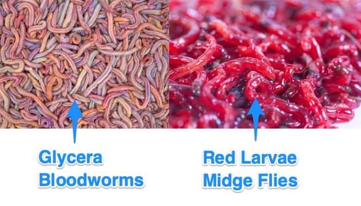 Bloodworms: Všetko, čo potrebujete vedieť o tomto akvarijnom krmive