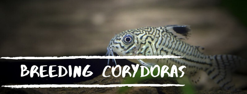 chov corydoras