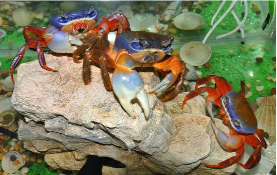 dúhový krab
