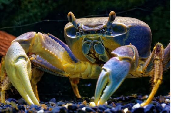 dúhový krab