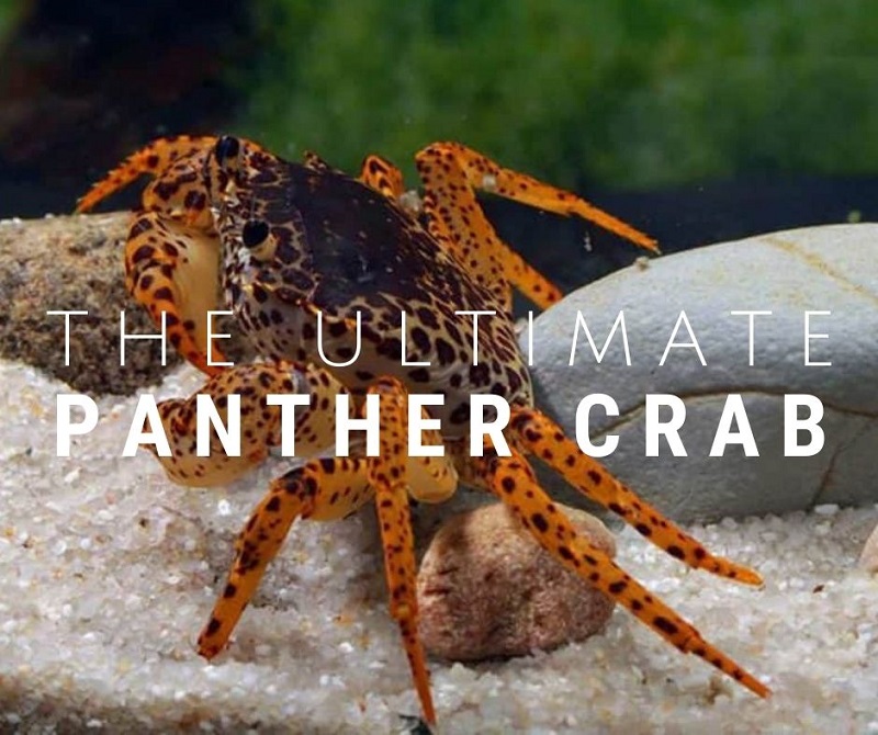 krab panter