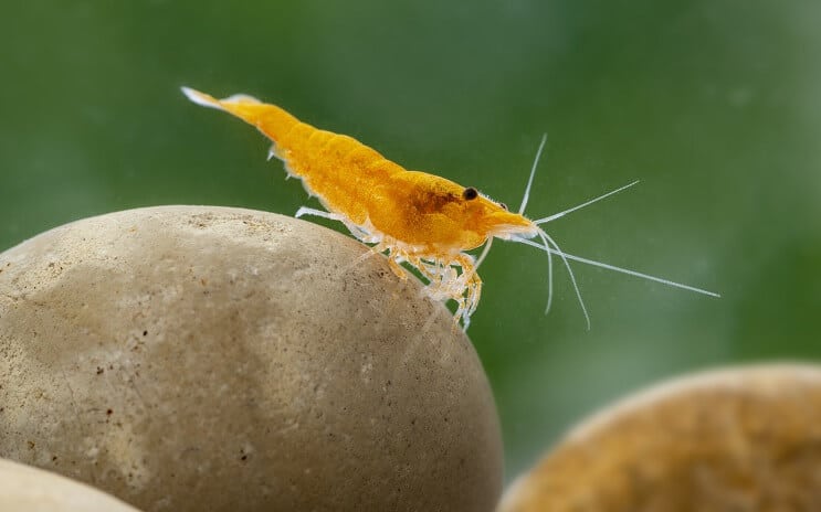 Krevety Neocaridina