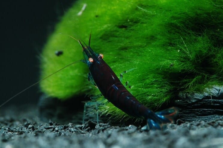 Krevety modrého tigra