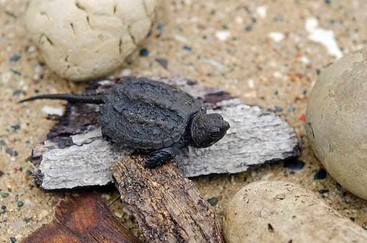 Baby Snapping Turtle: Kompletný sprievodca starostlivosťou a informácie o plemene