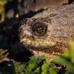 Snaping Turtle