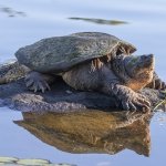 Snaping Turtle on Rock