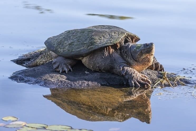 Snaping Turtle on Rock