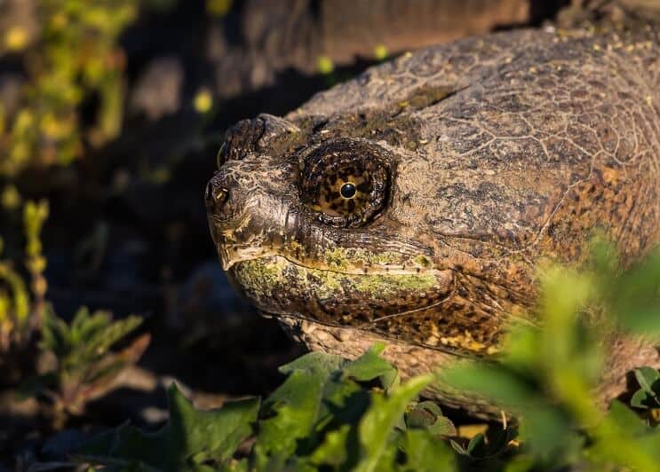 Snaping Turtle