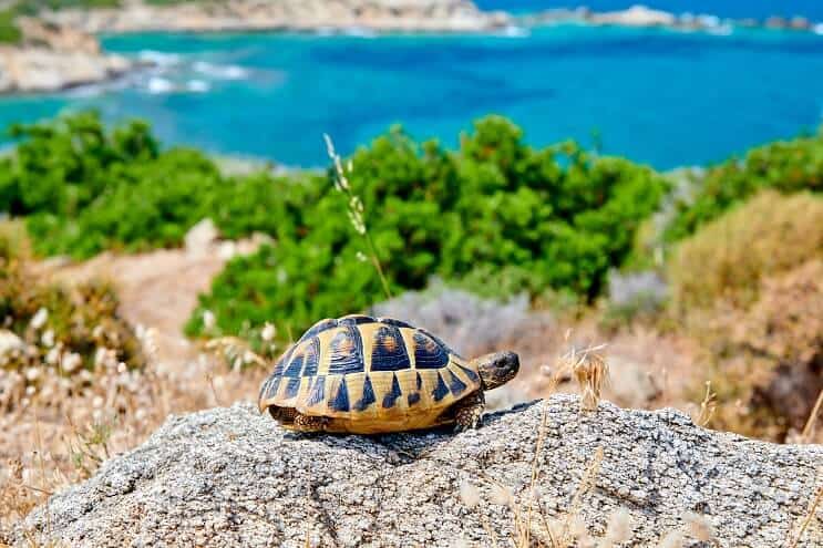 Box Turtle on a Rock
