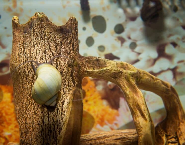 Mystery Snail Overview
