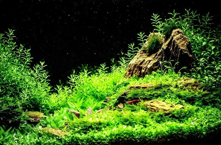 Dobre zasadený záhadný tank na slimáky