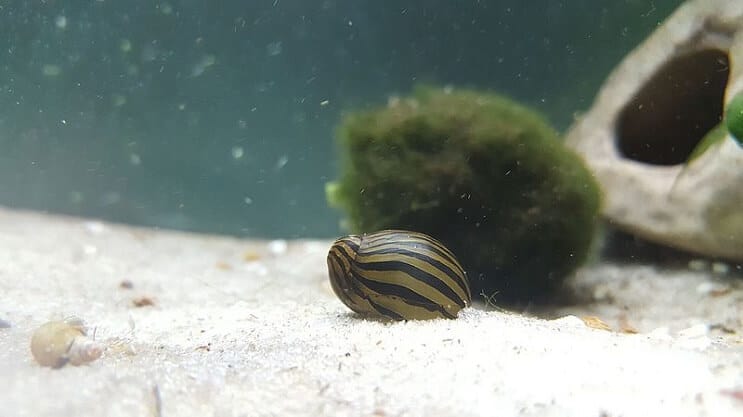 Slimák Zebra Nerite v nádrži