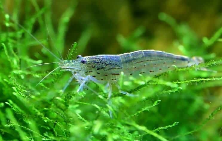 Amano krevety