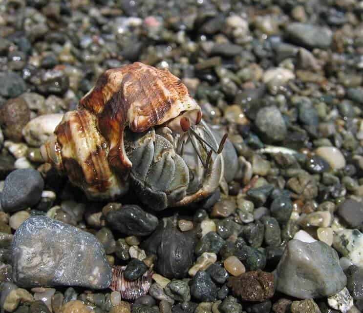 Ekvádorský krab pustovník