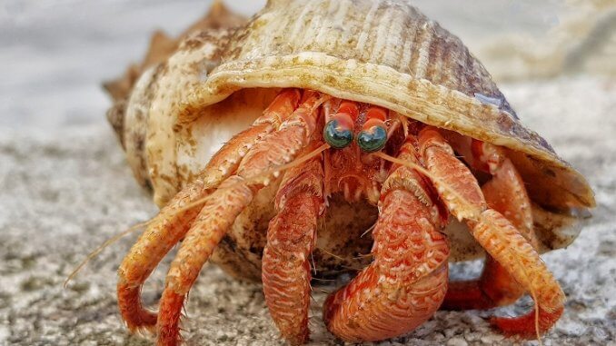 Krab pustovníka