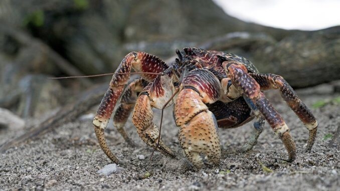 Krab kokosový