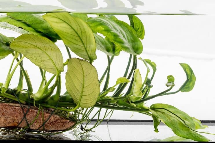Anubias nana na naplavenom dreve