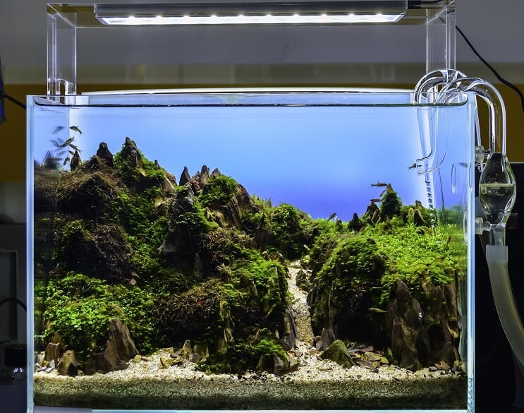 Akvárium aquascaped
