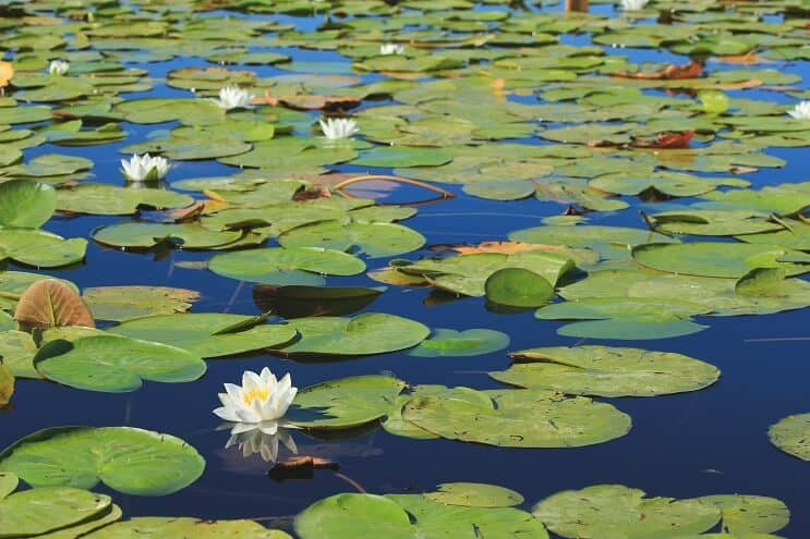 Zakrpatené ľalie (Nymphaea nouchali)